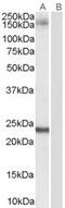 Golgin A3 antibody, PA5-18419, Invitrogen Antibodies, Western Blot image 