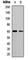 Cell Division Cycle 25C antibody, abx121867, Abbexa, Western Blot image 