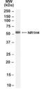 Nuclear Receptor Subfamily 1 Group H Member 4 antibody, NB100-55416, Novus Biologicals, Western Blot image 