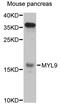 Myosin Light Chain 9 antibody, STJ24667, St John