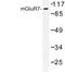 Glutamate Metabotropic Receptor 7 antibody, LS-C177202, Lifespan Biosciences, Western Blot image 