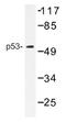 p53 antibody, AP01417PU-N, Origene, Western Blot image 