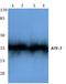 Activating Transcription Factor 7 antibody, AP06675PU-N, Origene, Western Blot image 