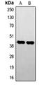 Serine/Threonine Kinase 17b antibody, LS-B14318, Lifespan Biosciences, Western Blot image 