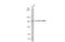 Erb-B2 Receptor Tyrosine Kinase 4 antibody, NBP1-33120, Novus Biologicals, Western Blot image 