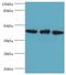 TAR DNA Binding Protein antibody, LS-C377519, Lifespan Biosciences, Western Blot image 