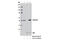 Cytochrome P450 Family 11 Subfamily A Member 1 antibody, 12491S, Cell Signaling Technology, Immunoprecipitation image 