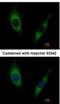 G Protein-Coupled Receptor Kinase 2 antibody, NBP1-32534, Novus Biologicals, Immunofluorescence image 