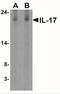 IL-17 antibody, NBP1-76337, Novus Biologicals, Western Blot image 
