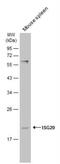 Interferon-stimulated gene 20 kDa protein antibody, NBP2-16996, Novus Biologicals, Western Blot image 