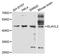 ELAV Like RNA Binding Protein 2 antibody, abx125808, Abbexa, Western Blot image 