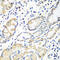 Ezrin antibody, 13-256, ProSci, Immunohistochemistry frozen image 