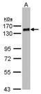 PHD Finger Protein 20 antibody, NBP1-32464, Novus Biologicals, Western Blot image 
