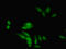 Eukaryotic Translation Initiation Factor 5A2 antibody, LS-C398414, Lifespan Biosciences, Immunofluorescence image 