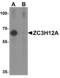 Zinc Finger CCCH-Type Containing 12A antibody, MBS150988, MyBioSource, Western Blot image 
