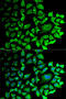 Cyclin C antibody, 22-301, ProSci, Immunofluorescence image 