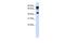 MYC Associated Zinc Finger Protein antibody, PA5-41434, Invitrogen Antibodies, Western Blot image 