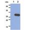 Stomatin antibody, NBP2-42660, Novus Biologicals, Western Blot image 