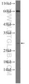 Nedd4 Family Interacting Protein 1 antibody, 15602-1-AP, Proteintech Group, Western Blot image 