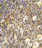 Fc Fragment Of IgG Receptor Ib antibody, 63-832, ProSci, Immunohistochemistry paraffin image 
