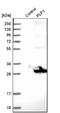 Myelin proteolipid protein antibody, NBP1-87781, Novus Biologicals, Western Blot image 