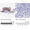 Keratin-17 antibody, NBP2-38536, Novus Biologicals, Immunohistochemistry paraffin image 