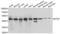 Eukaryotic Translation Initiation Factor 3 Subunit F antibody, PA5-77101, Invitrogen Antibodies, Western Blot image 