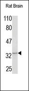 WD Repeat Domain 83 antibody, 251874, Abbiotec, Western Blot image 