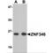 Zinc Finger Protein 346 antibody, MBS151202, MyBioSource, Western Blot image 