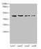 Nucleoporin 43 antibody, CSB-PA844045LA01HU, Cusabio, Western Blot image 