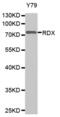 Radixin antibody, abx000893, Abbexa, Western Blot image 