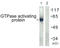 Rac GTPase Activating Protein 1 antibody, LS-C117947, Lifespan Biosciences, Western Blot image 