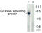 Rac GTPase-activating protein 1 antibody, LS-C117947, Lifespan Biosciences, Western Blot image 