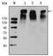 KI-67 antibody, AM06511SU-N, Origene, Western Blot image 