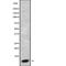 G Protein Subunit Gamma 3 antibody, PA5-68204, Invitrogen Antibodies, Western Blot image 