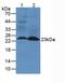 Lipocalin 2 antibody, LS-C305346, Lifespan Biosciences, Western Blot image 