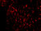 Apoptosis And Caspase Activation Inhibitor antibody, 2417, ProSci, Immunofluorescence image 