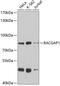 Rac GTPase Activating Protein 1 antibody, GTX32831, GeneTex, Western Blot image 