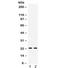 Insulin Like Growth Factor Binding Protein 5 antibody, R32028, NSJ Bioreagents, Western Blot image 