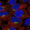 Calmodulin Like 4 antibody, NBP2-14434, Novus Biologicals, Immunofluorescence image 