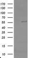 TRAF Interacting Protein antibody, MA5-26366, Invitrogen Antibodies, Western Blot image 