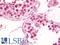 Tripartite Motif Containing 24 antibody, LS-B10114, Lifespan Biosciences, Immunohistochemistry frozen image 