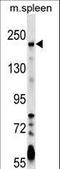 Neogenin antibody, LS-C158377, Lifespan Biosciences, Western Blot image 