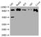 Programmed Cell Death 6 Interacting Protein antibody, CSB-RA568053A0HU, Cusabio, Western Blot image 