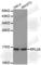 Ribosomal Protein L28 antibody, A5937, ABclonal Technology, Western Blot image 