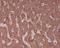 Alkaline Phosphatase, Biomineralization Associated antibody, M01008-1, Boster Biological Technology, Immunohistochemistry paraffin image 