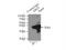 Arginase 1 antibody, 16001-1-AP, Proteintech Group, Immunoprecipitation image 