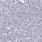 Secretogranin II antibody, HPA011893, Atlas Antibodies, Immunohistochemistry frozen image 