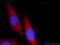 Archaelysin Family Metallopeptidase 1 antibody, 24484-1-AP, Proteintech Group, Immunofluorescence image 