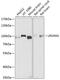 Leucine Rich Repeat And Sterile Alpha Motif Containing 1 antibody, 23-959, ProSci, Western Blot image 